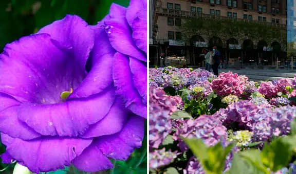 ¿Por qué se regalan flores moradas el 9 de octubre en Perú, México y otros países?