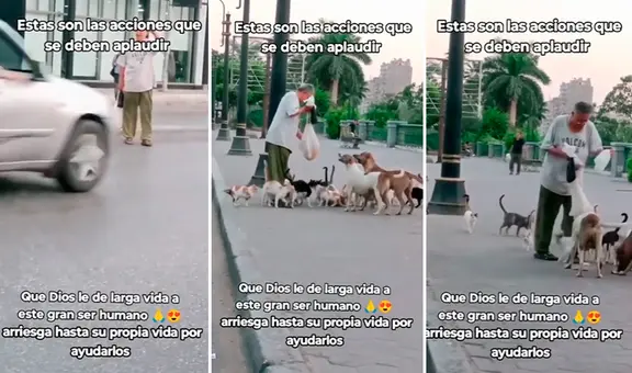 Adulto mayor sorprende al arriesgar su vida para alimentar a perros y gatos: “Qué gran ser humano”
