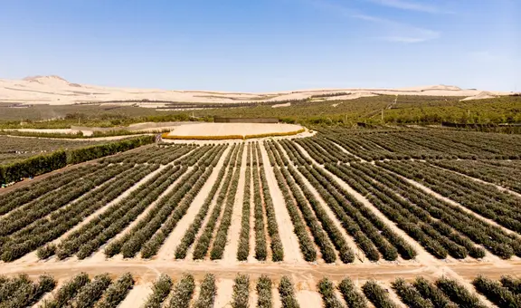 Arándanos, palta y mango bajan su cosecha debido a “El Niño”
