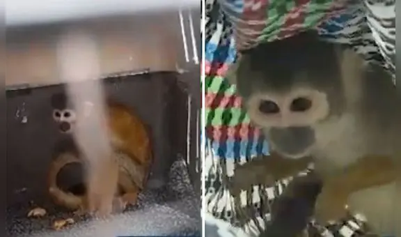 Ciudadano pagó S/400 para rescatar a monito de venta ilegal en mercado de SJL