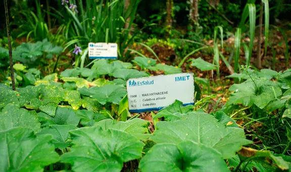 Jardín botánico de EsSalud: seguro emplea medicina natural para curar enfermedades