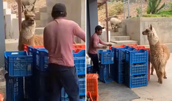 Alpaca es viral por ‘retar’ a trabajador en Ayacucho: “Gracias a mí recibes un sueldo”