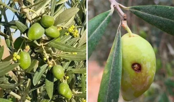 Plantaciones de olivo en Tacna se encuentran en peligro por plagas: ¿cuáles son?