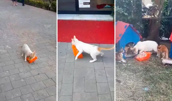 Gatita ingresa a supermercado y se roba un pollo para darle de comer a sus crías: “Una supermamá”