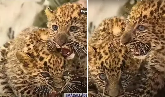 Parque de las Leyendas exhibe a tiernas crías de leopardo con 2 meses de nacidos