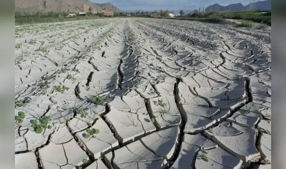 FAO: se han perdido US$3,8 billones en cultivos y ganado por catástrofes en los ultimos 30 años