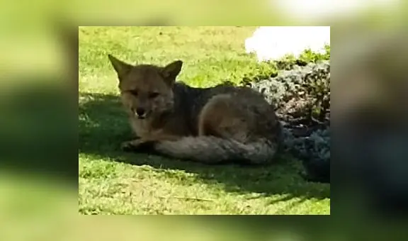 Desconocidos mataron a zorrito Run Run de Ayacucho: vecinos exigen captura de los responsables