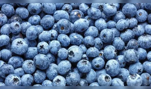 Exportaciones de arándanos peruanos caerían -9% a 256.481 toneladas en la temporada 2023/2024