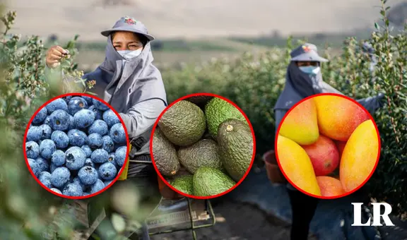 Cultivos agroindustriales son afectados por altas temperaturas en La Libertad: ¿cuáles son?