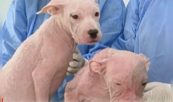 Maltrato animal en Miraflores: rescatan a 2 perritos con alopecia en estado de abandono