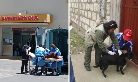 Arequipa: confirman primer caso de rabia humana en la región desde el 2015