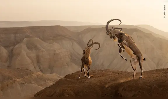 Las mejores fotos del premio Fotógrafo de la Vida Silvestre 2023