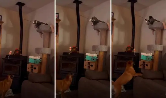 Gato ‘adopta’ a perro y lo hace jugar con una caña de pescar: “Convirtió a Firulais en su mascota”