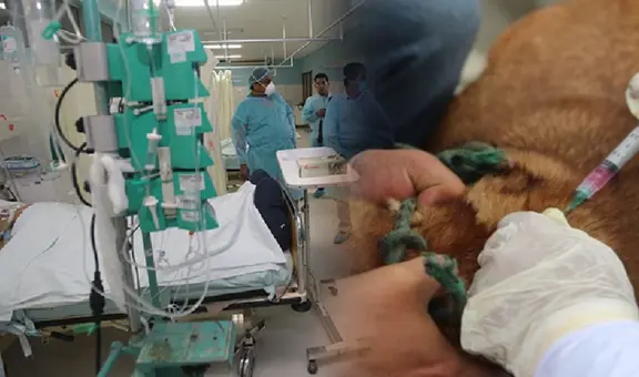 Confirman nuevo caso sospechoso de rabia humana en Arequipa