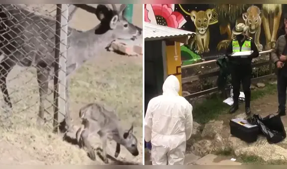 Tapir muere en zoológico de Huancayo: ya suman 31 animales fallecidos