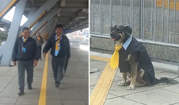 Perro vestido como trabajador del Metropolitano es sensación en la estación Naranjal: “Los choferes lo aman”