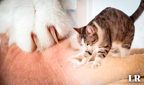 ¿Por qué los gatos masajean a los humanos? Esta es la insólita razón