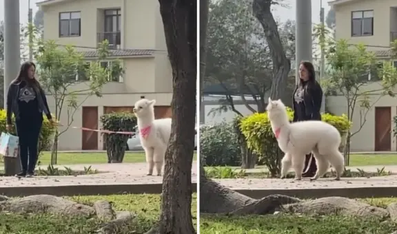 Mujer sorprende al pasear a una alpaca en La Molina y usuarios reaccionan: “Mi pan, su, su, sum ”