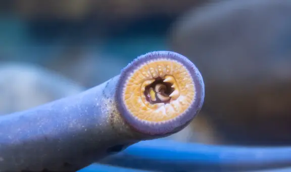 Los terroríficos peces sin cabeza que succionan la sangre de animales marinos desde hace 450 millones de años