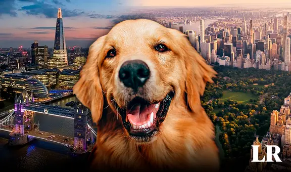 ¿Qué es el house sitting, la manera de viajar y hospedarse gratis por el mundo cuidando mascotas?