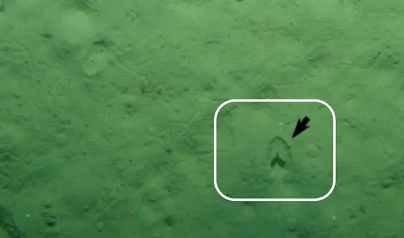 La explicación de cómo aparecieron 'huellas de pezuña' en el fondo del océano Pacífico