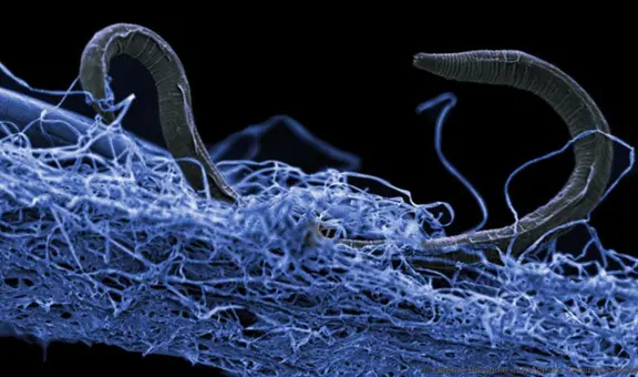 Científicos hallaron criaturas microscópicas que han vivido aisladas del mundo más de 2.000 millones de años