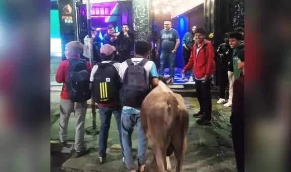 Jóvenes celebraron en discoteca con toro que ganaron en campeonato de Ayacucho: “Solo pasa en Perú”