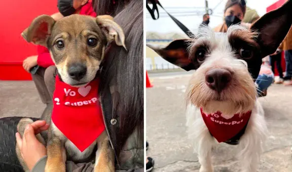 Superpet realiza gran jornada de adopción de mascotas a nivel nacional: ¿cómo participar?