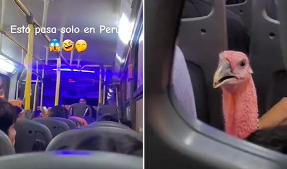 ¡Solo en Perú! Captan a pavo viajando en bus y usuarios reaccionan: “Ya se siente la Navidad”