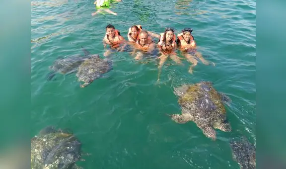 Zona de anidación de tortugas marinas: ¿dónde queda este atractivo turístico?