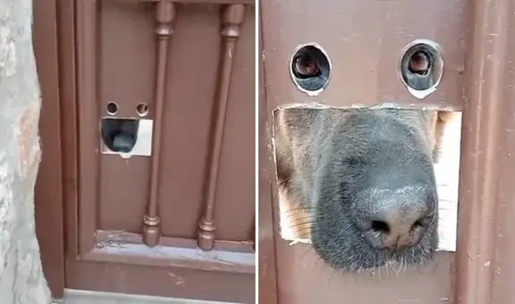 Perro tiene singular ventana en el portón de su casa y sorprende en redes: “Todo a su medida”