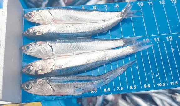 Industriales paralizan actividades de pesca y solicitan más flexibilidad a Produce