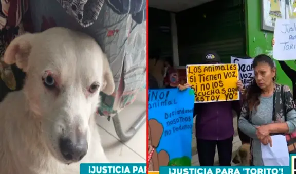 Ultrajan y torturan a perrito guardián de mercado en VMT: vecinos exigen justicia
