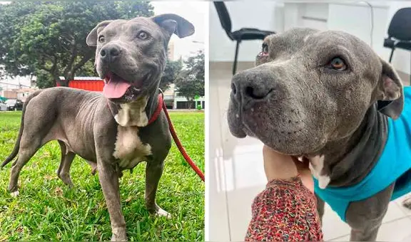 Perrita que sufrió maltrato fue rescatada en Chorrillos y ahora busca un nuevo hogar