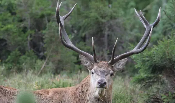 ¿Cuándo es el Día del Cornudo y cuál es el origen de esta curiosa festividad?