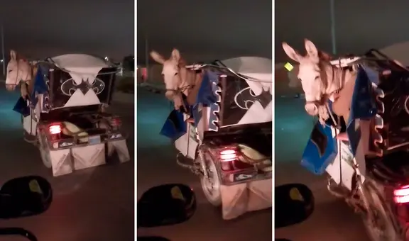 Burro viaja en mototaxi por carretera de Piura y usuarios bromean: “Estoy cansado, jefe”
