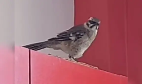 ‘Yaku’ el ave rescatada de las aguas visitó a su salvador en su vivienda de Lambayeque