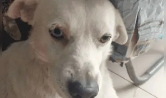 Caso Torito: convocan a plantón este domingo 5 de noviembre en defensa de perrito ultrajado en VMT