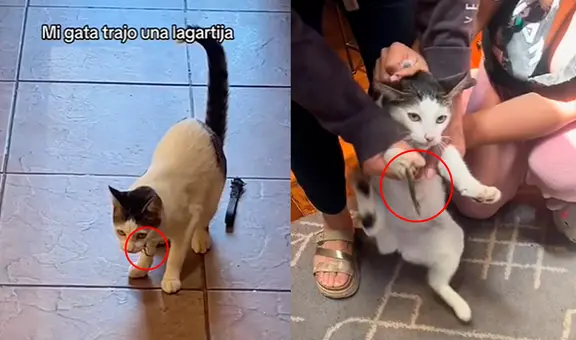 Gata atrapa una lagartija, pero este cobra venganza y usuarios reaccionan: “Le reinició el Windows”