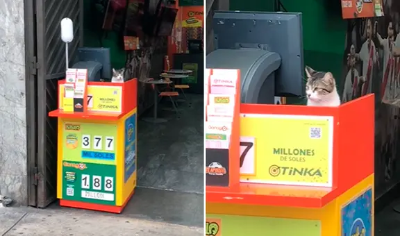 Gatito ‘atiende’ en puesto de la TINKA de PERÚ y usuarios reaccionan: "Si hay mishi, hay suerte"