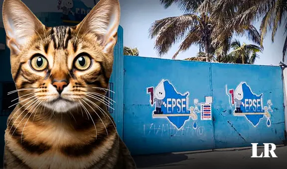 Gato provocó corte de agua en diferentes distritos de Chiclayo: ¿qué ocurrió según Epsel?