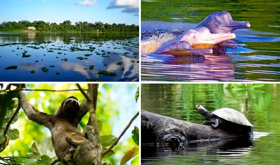 Pacaya Samiria es un referente mundial del patrimonio natural de la región andina