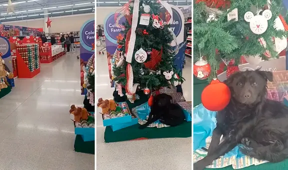 Perrito se acuesta debajo de árbol de Navidad en supermercado y usuarios reaccionan: “El mejor regalo”