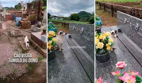Perrito visita a diario la tumba de su dueño que falleció en el 2020: “Ni la muerte los separó”
