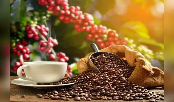 Midagri anuncia plan para exportar café sin restricciones a la Unión Europea