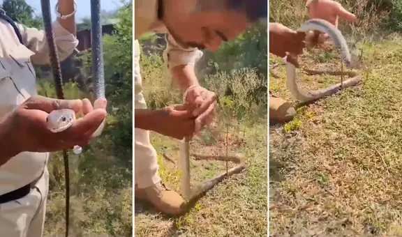 Policía salva a serpiente intoxicada dándole respiración boca a boca: “Le dio el beso de la vida”