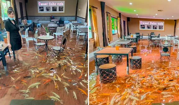 Conoce la cafetería tailandesa donde los clientes comen rodeados de peces nadando sobre sus pies