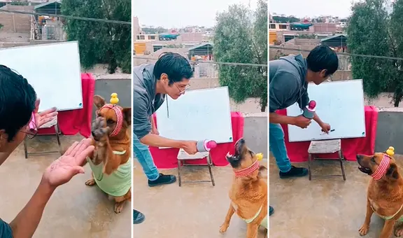 Perrita de Huaral sorprende al mostrar sus habilidades matemáticas: "En su vida pasada fue catedrática de la UNI"