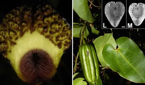 Descubren nueva especie de flora en bosques de parque nacional Cordillera Azul en Loreto