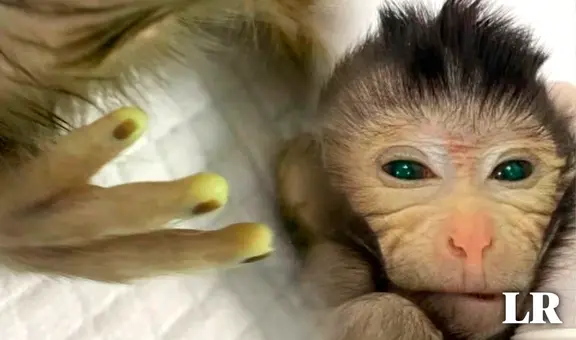 Científicos chinos crean un mono quimera de ojos verdes y dedos amarillos